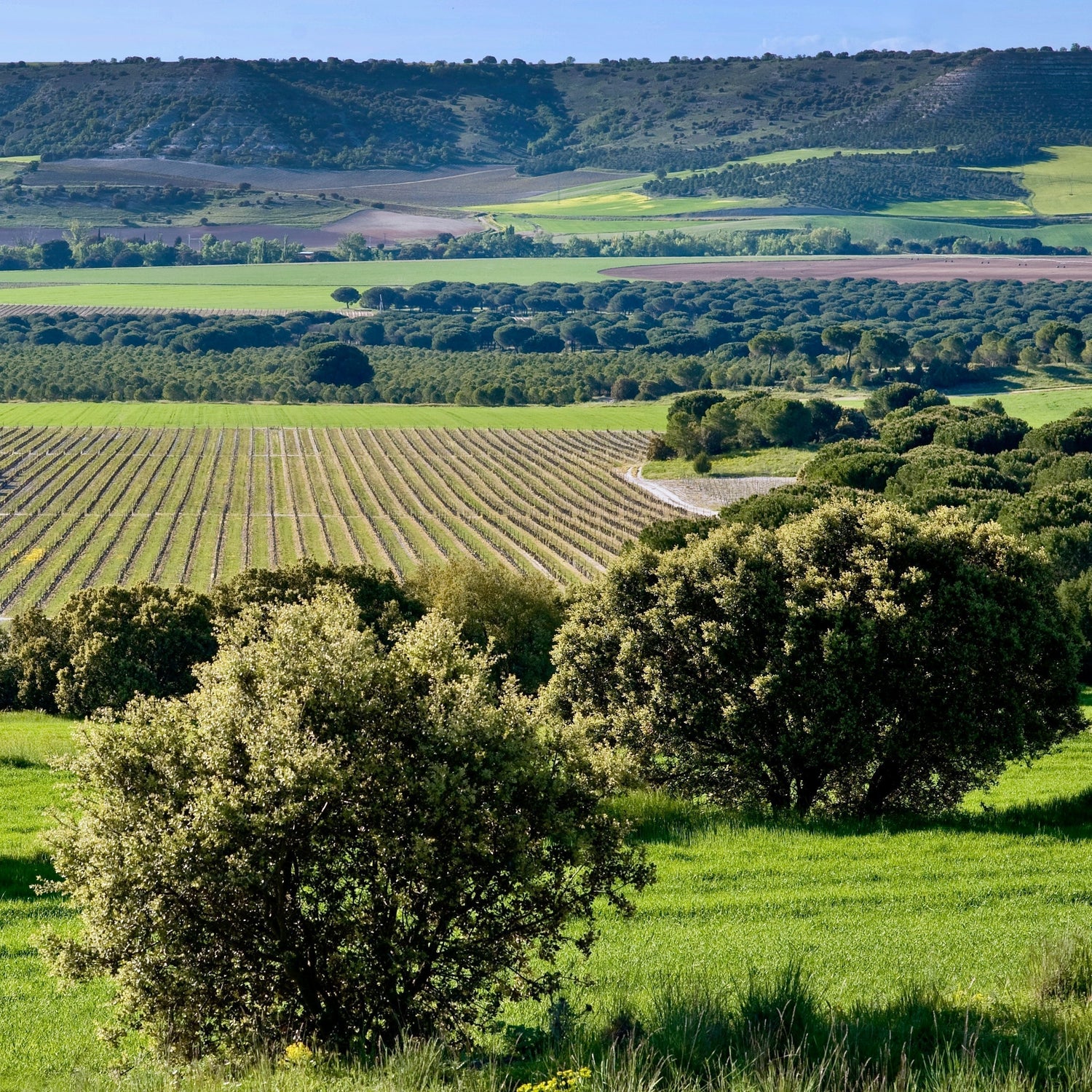 Grandes Pagos de España Vineyard