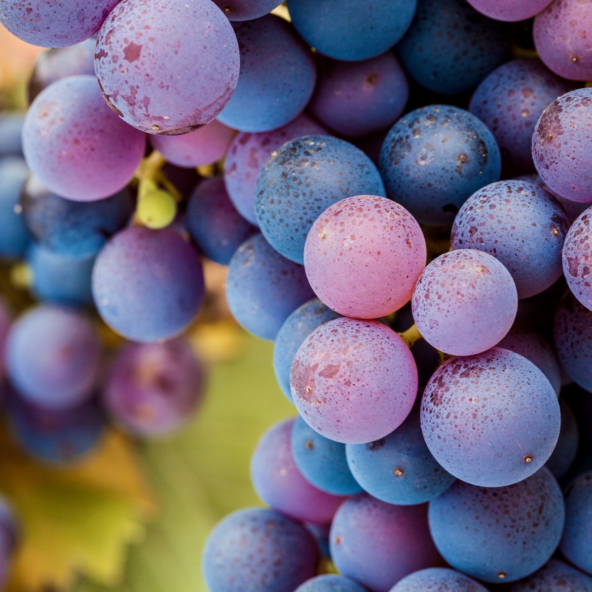 Why Sommeliers Love Pinot Noir