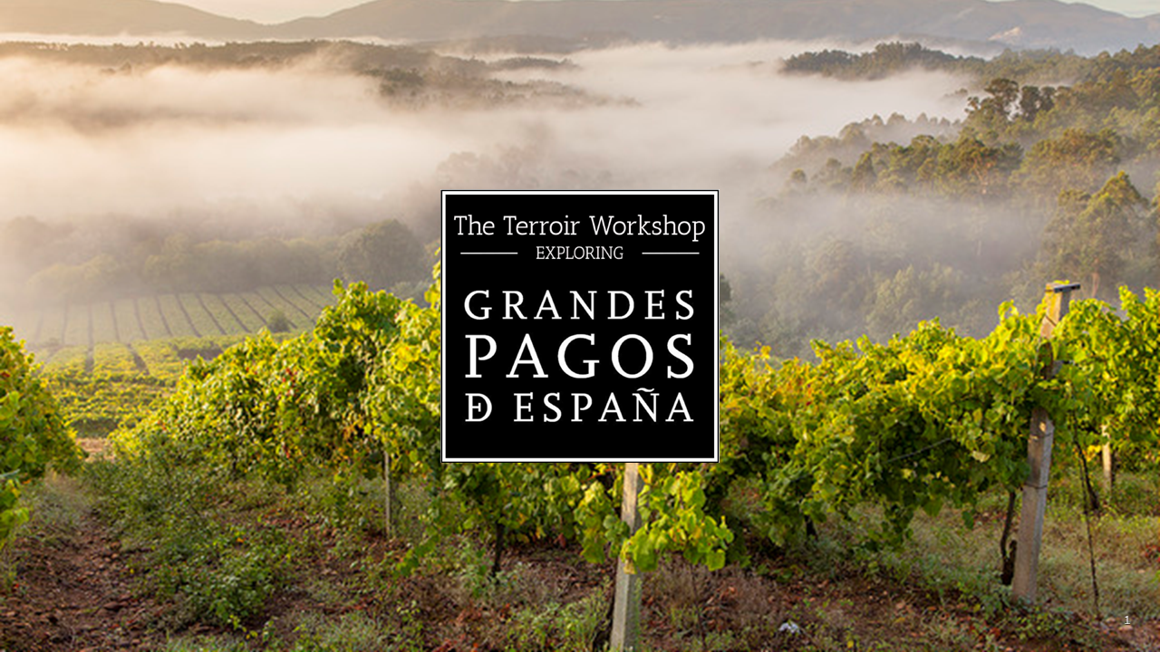 Wine Industry Advisor: David Glancy, MS, CWE working with Grandes Pagos de España
