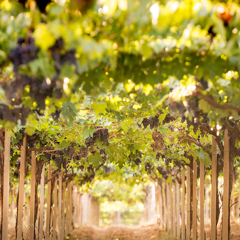 Charming Taste Of Europe: Journey Through Abruzzo