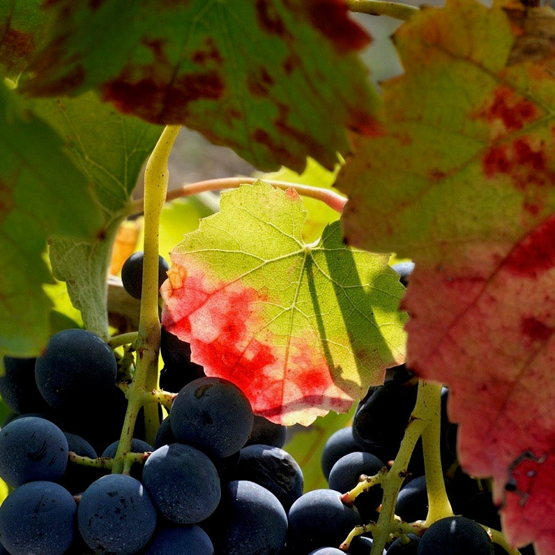 aglianico-del-taburno-grapes-by-randy-caparoso