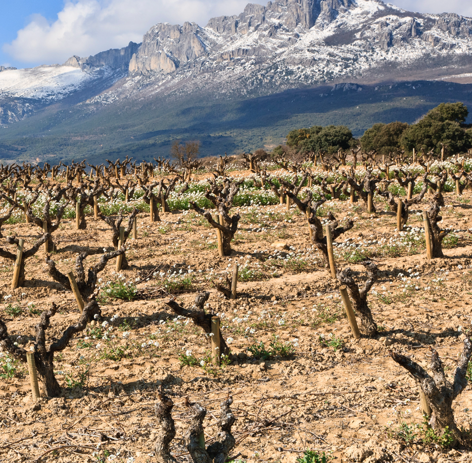 Spanish Wine Essentials Certificate Program