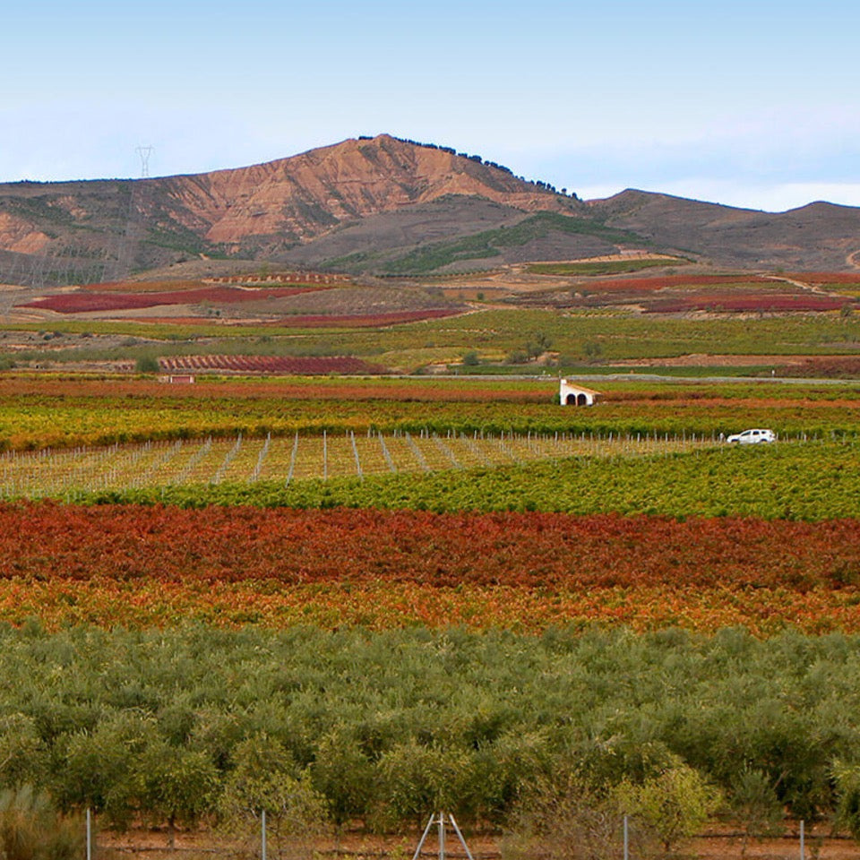 Students exploring Spain’s iconic wine regions in the Intro to Spanish Wines course.