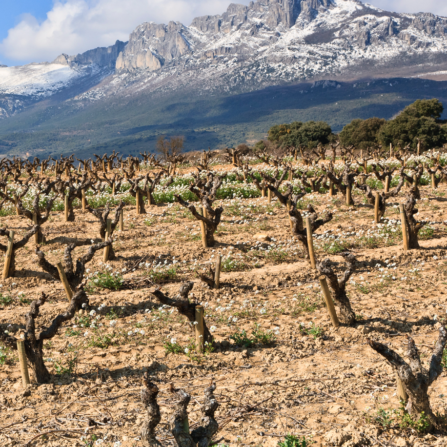 Learn about Spain's Rioja region in Intro To Spanish Wines with San Francisco Wine School.