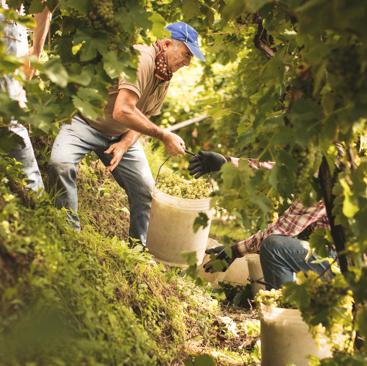 Conegliano Valdobbiadene Prosecco Superiore DOCG Masterclass