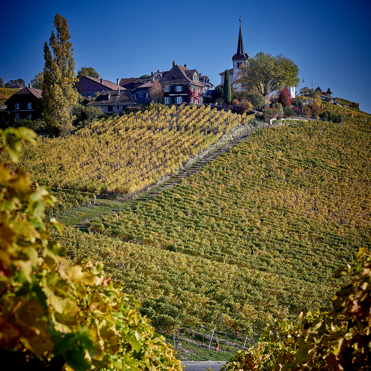 Masterclass: Intro to Swiss Wines - Taste the Alps