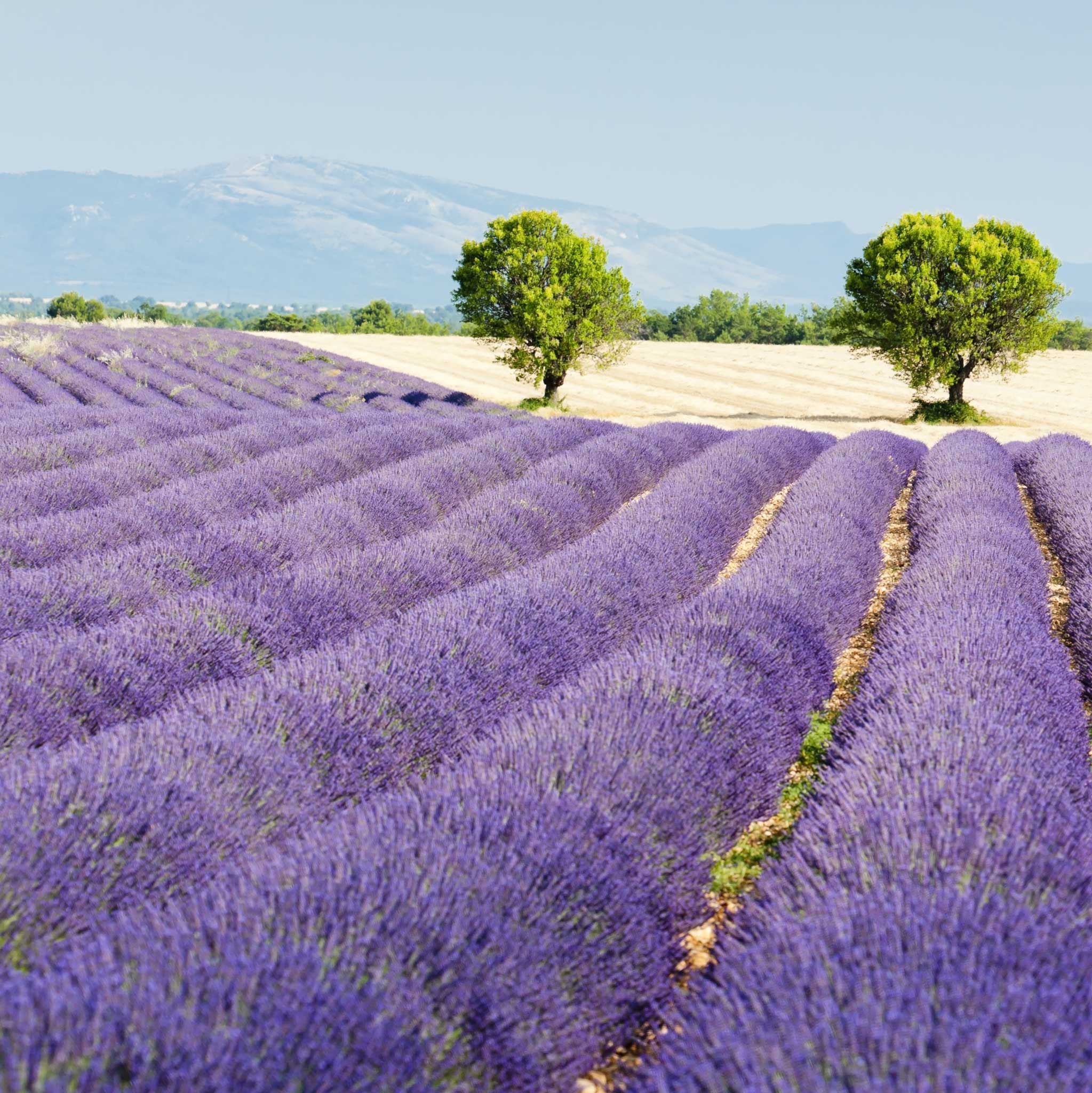 Wines of Southern France