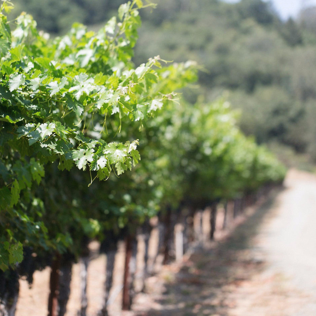 WSET Level 2 by Commonwealth Wine School - Certification Program