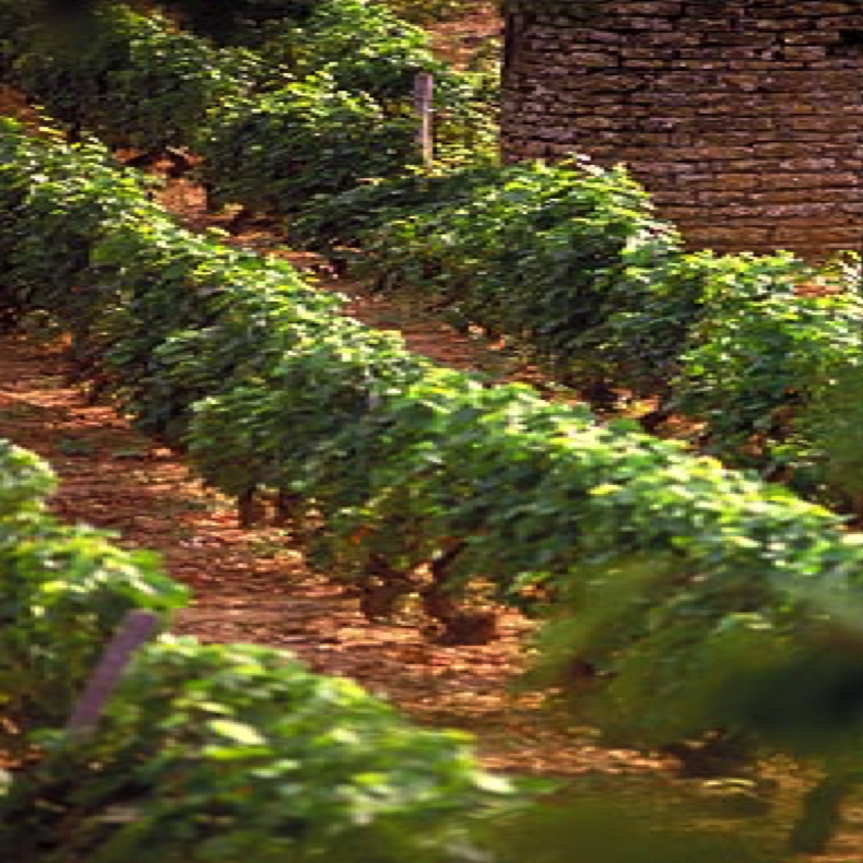 Beaujolais, Jura & Savoie
