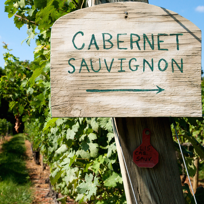 A wooden sign with the text 'Cabernet Sauvignon' painted on it, located in a vineyard setting.