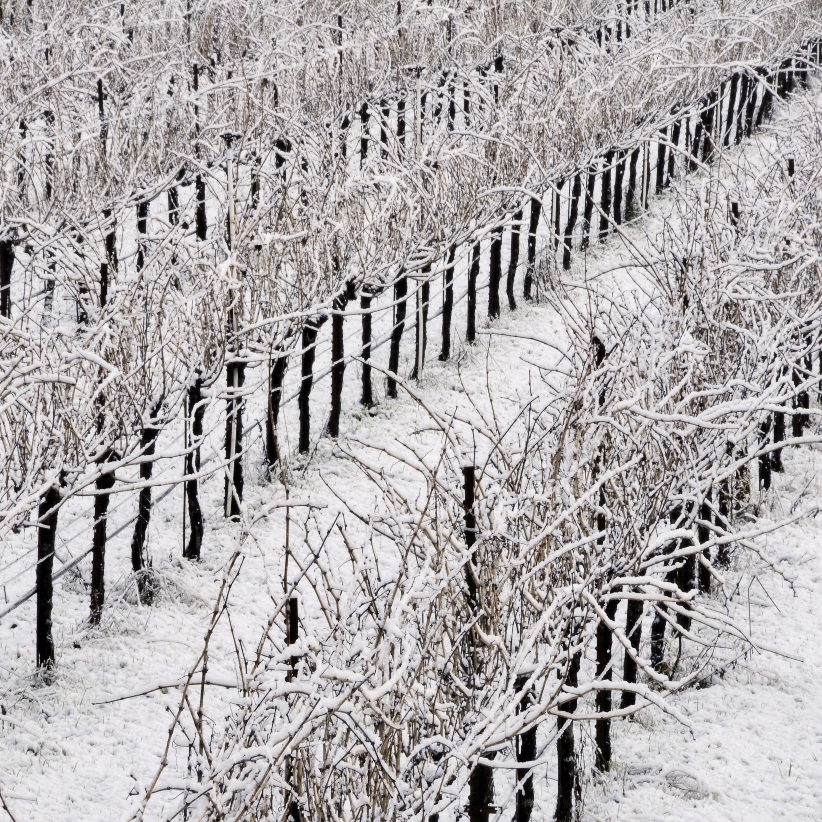 A cool climate vineyard scene in winter with snow on the vines and branches.