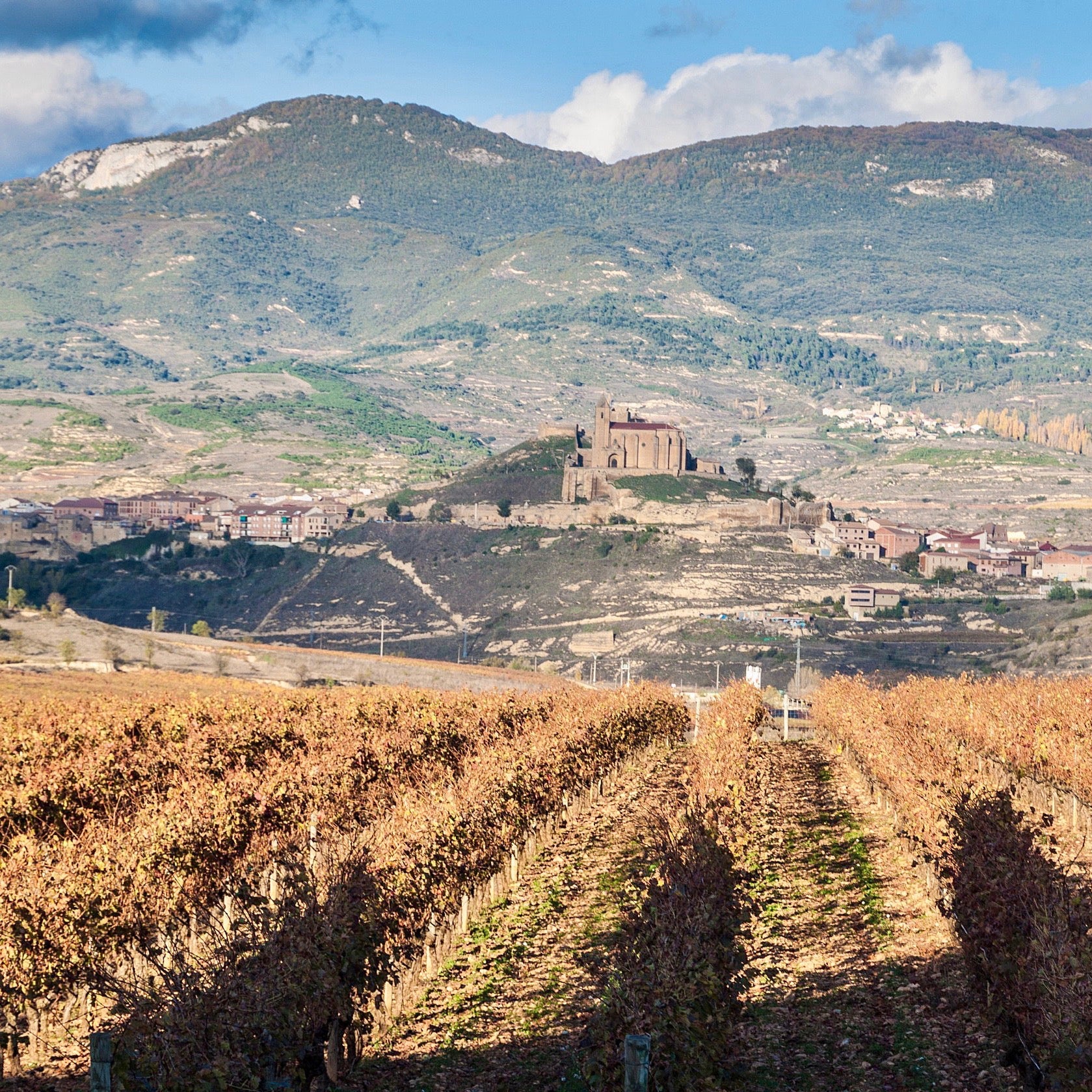 Warm Climate Wines of the World