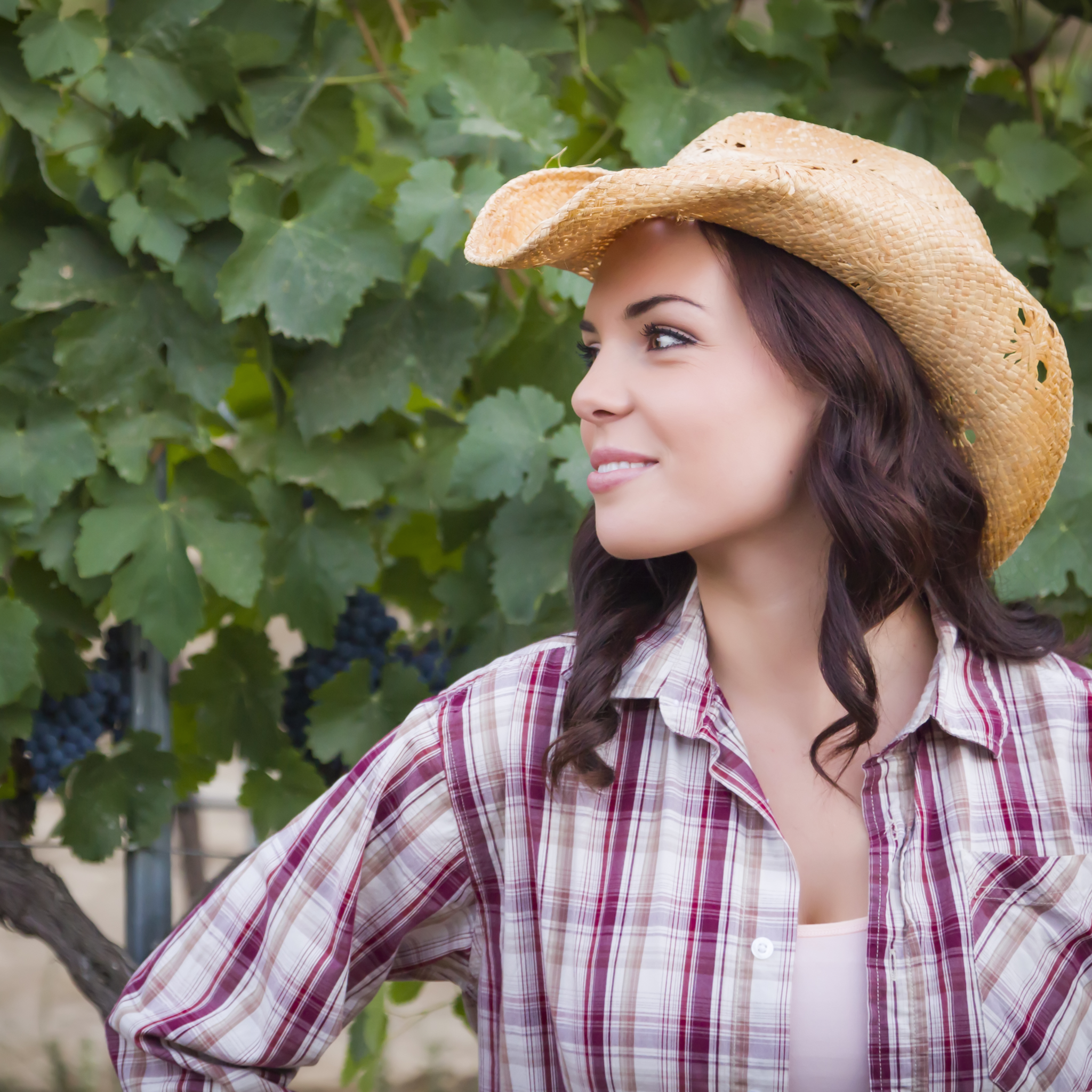 Wines of North America