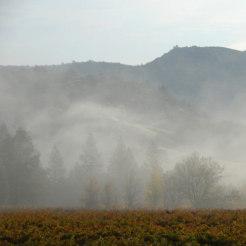 California Wine Overview & Mendocino