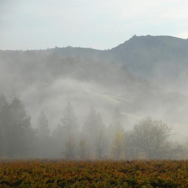 Pacific Northwest vineyard landscape with morning fog in the hills of Southern Oregon