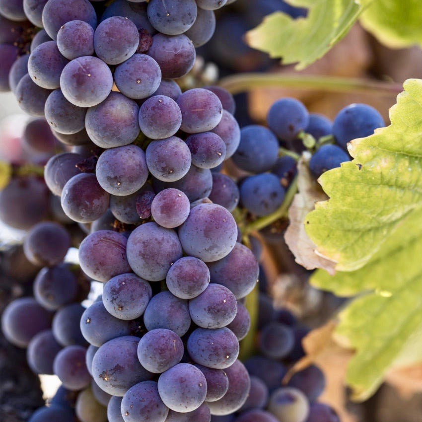 Pinot Gris & Pinot Grigios of the World - A Blind Tasting Class