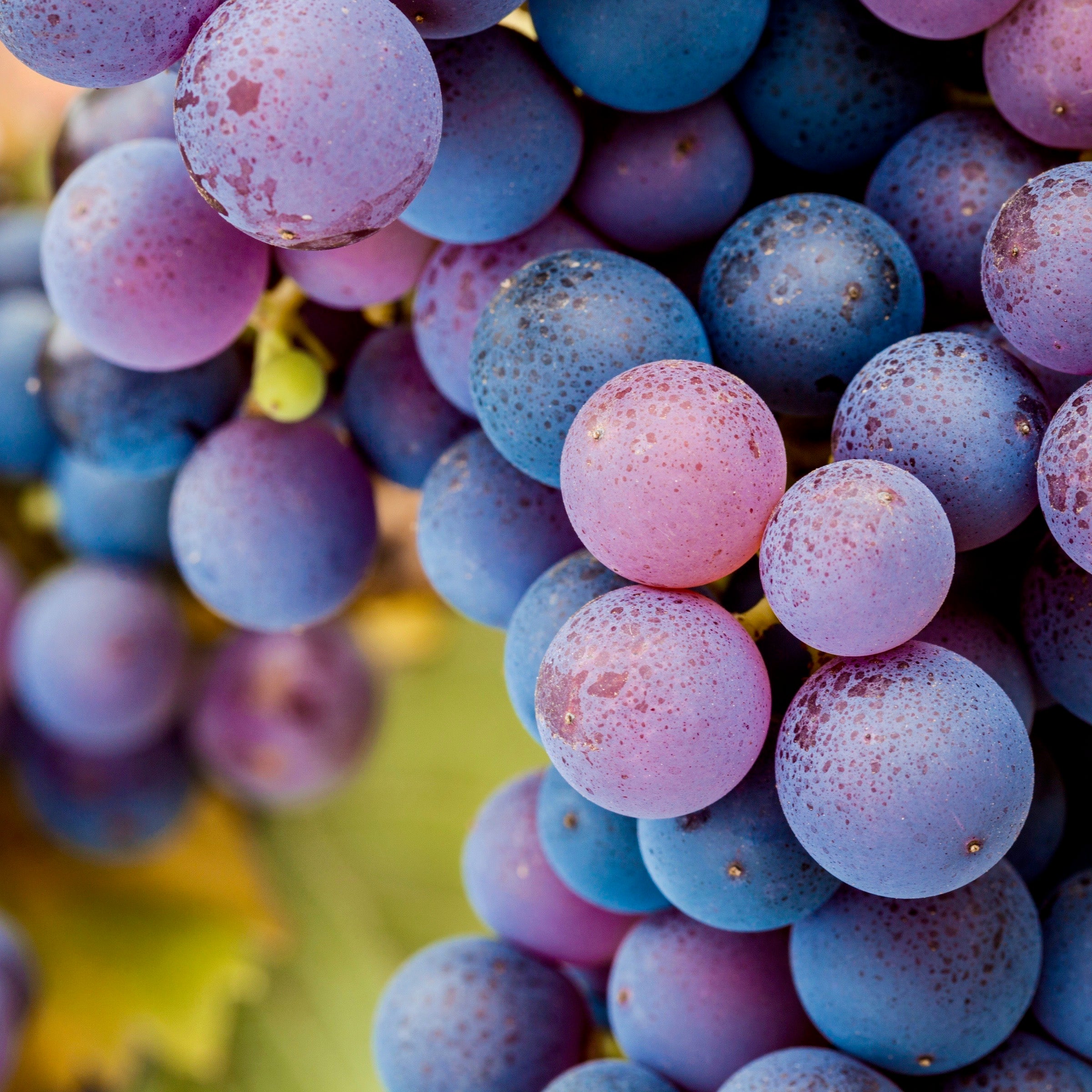A close-up image of a cluster of Pinot Noir grapes, likely representing the variety used in the wine tasting series.