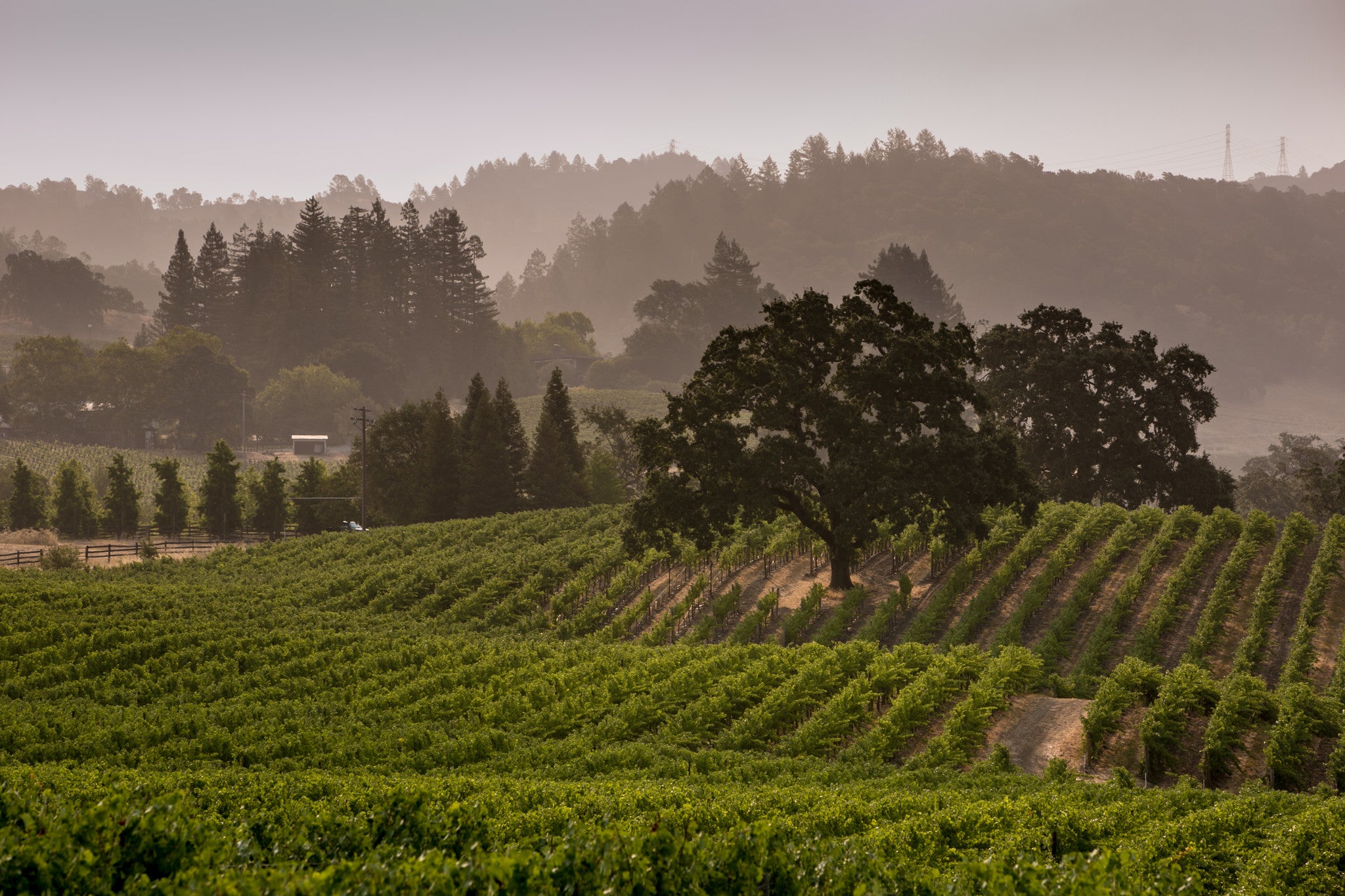 Wines of Sonoma County