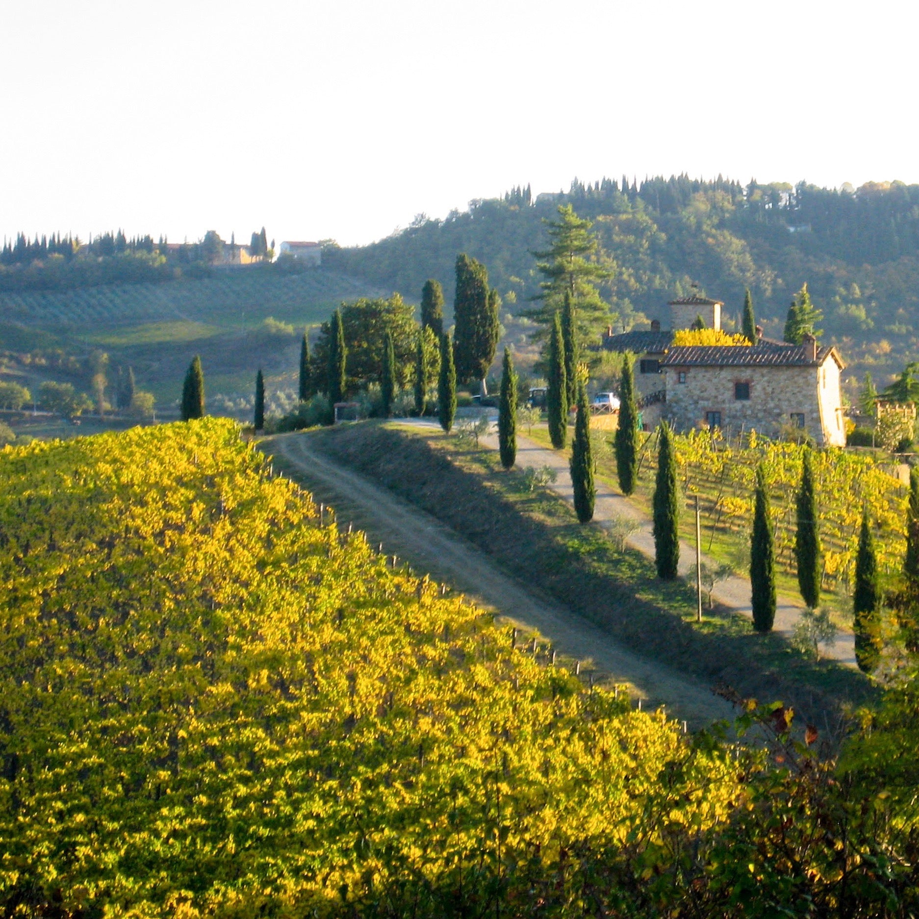 Scenic vineyard landscape in a temperate climate wine region with rolling hills, cypress trees, and a stone farmhouse, highlighting global wine traditions.