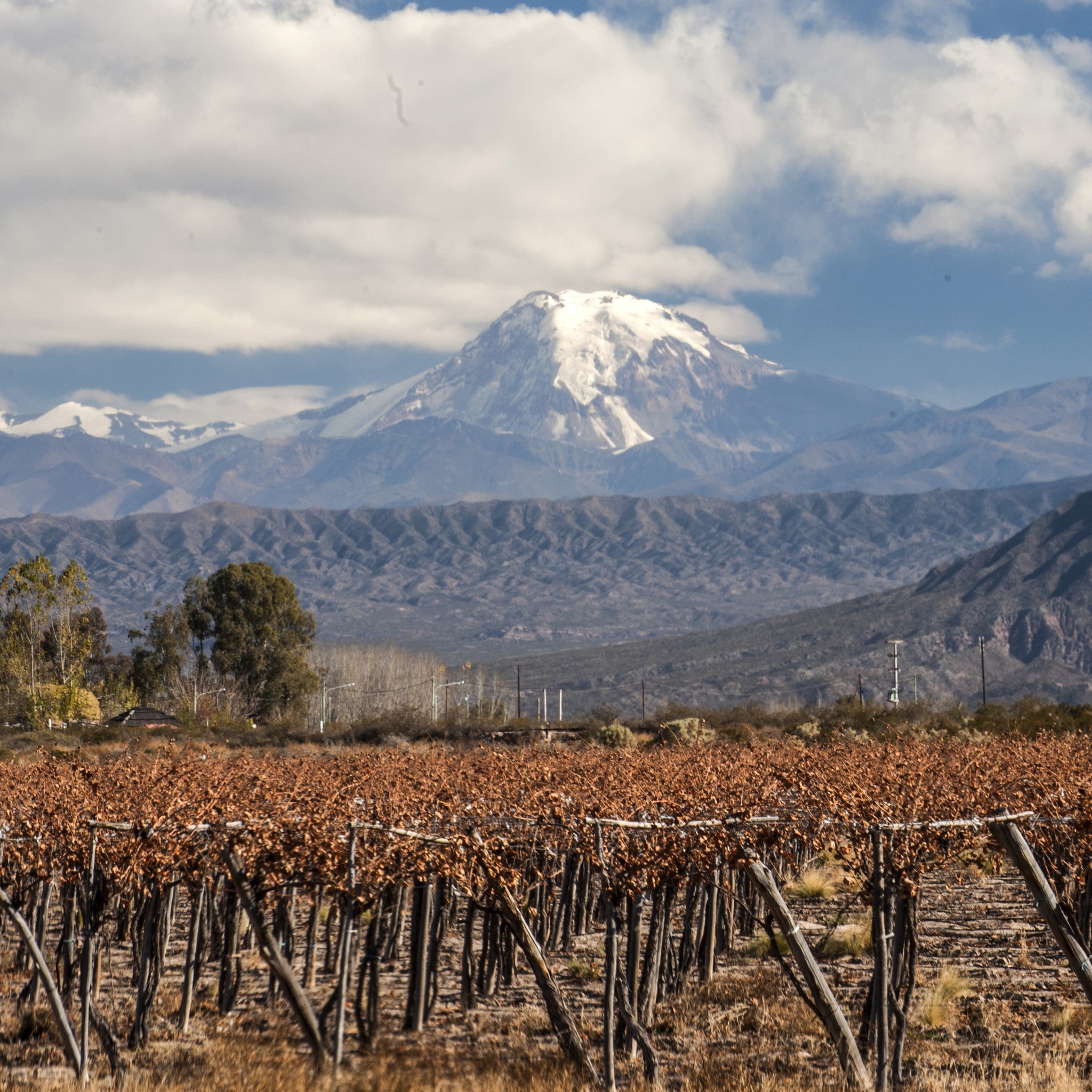 Wines of the Southern Hemisphere
