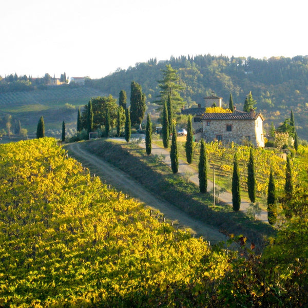 Italian Wine Essentials Certification Program