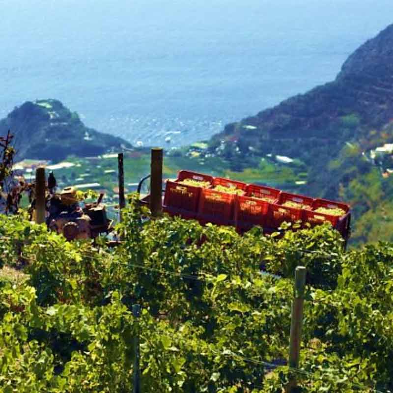 Vineyards planted on steep slopes above the ocean in Campania, Italy