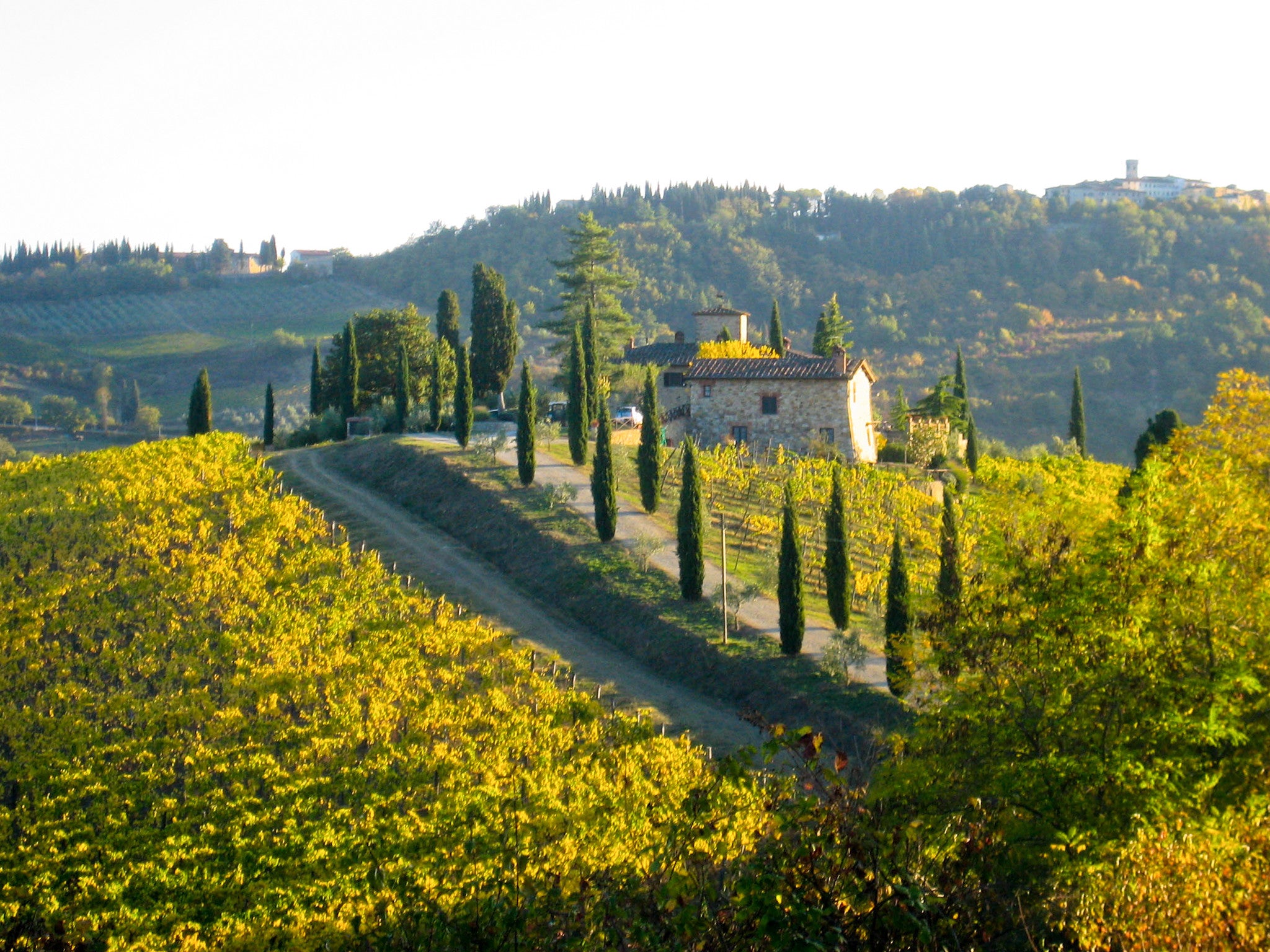 Wines of Italy