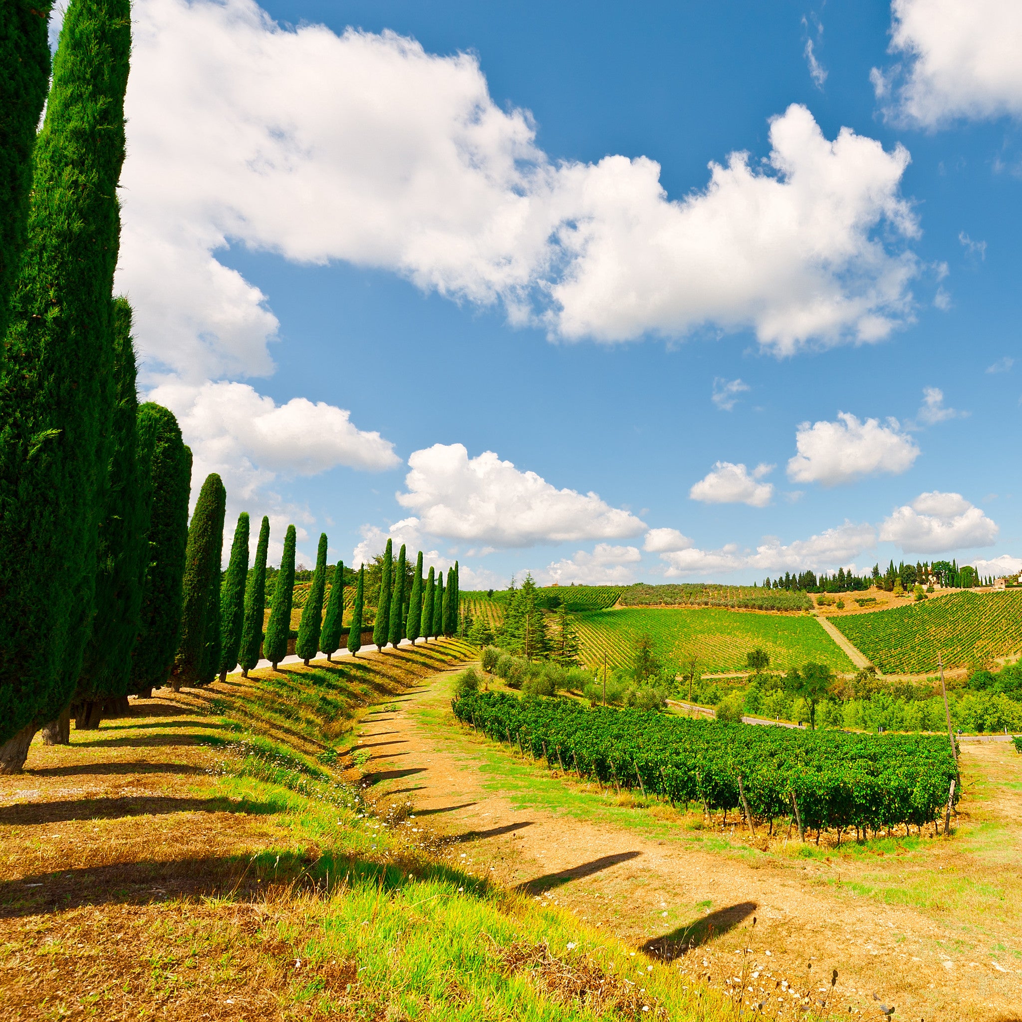 Wines of Italy