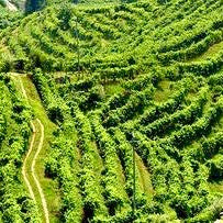 The Grape Behind Italy’s Prosecco