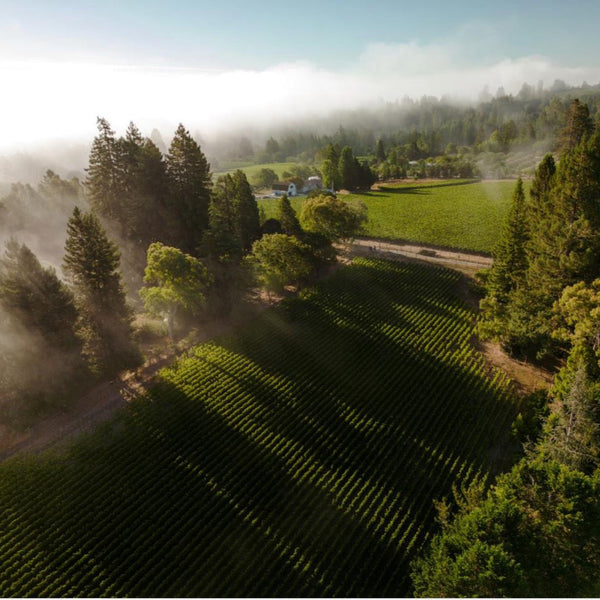 Aerial view of DuMOL's vineyard with trees and foggy landscape on the Sonoma Coast