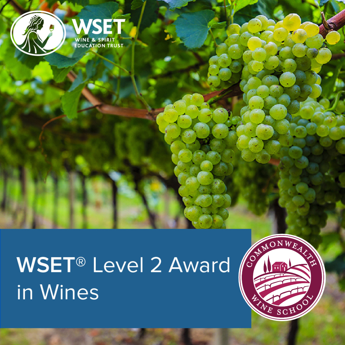 WSET Level 2 by Commonwealth Wine School - Certification Program