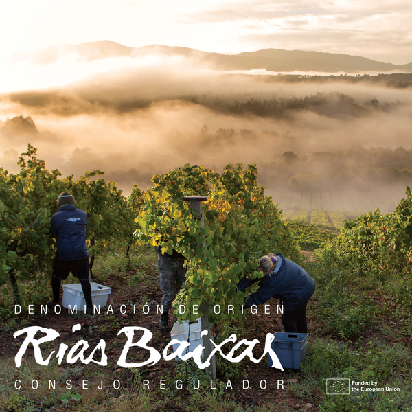 Origins of Albariño: The Wines of Rías Baixas - For Qualified Trade & Students Only*