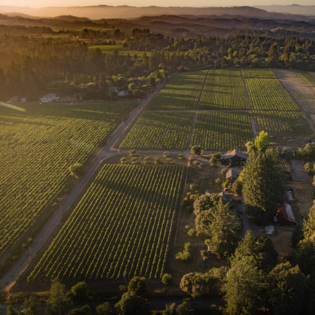 Aerial view of Radio Coteau's vineyard with trees and mountains in the background during sunset on the Sonoma Coast