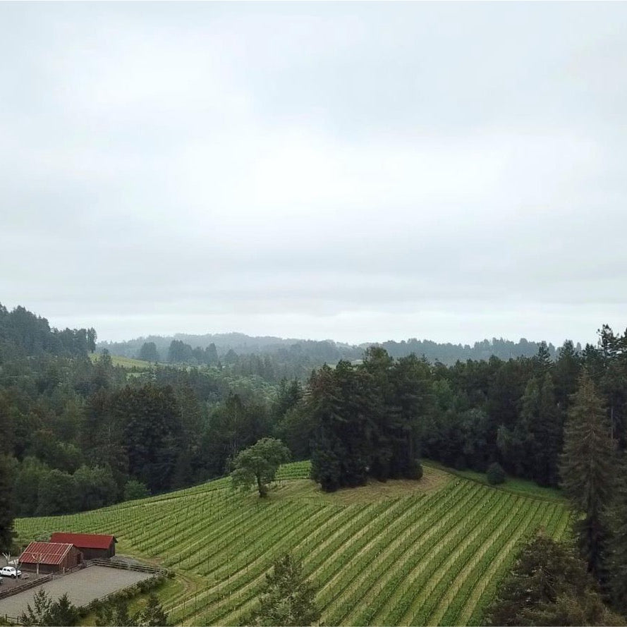 Red Car's Vineyard surrounded by trees on a cloudy day on the Sonoma coast