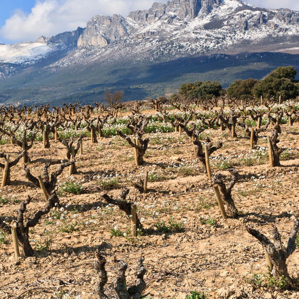 Spain's Rioja Wine Region in Spring