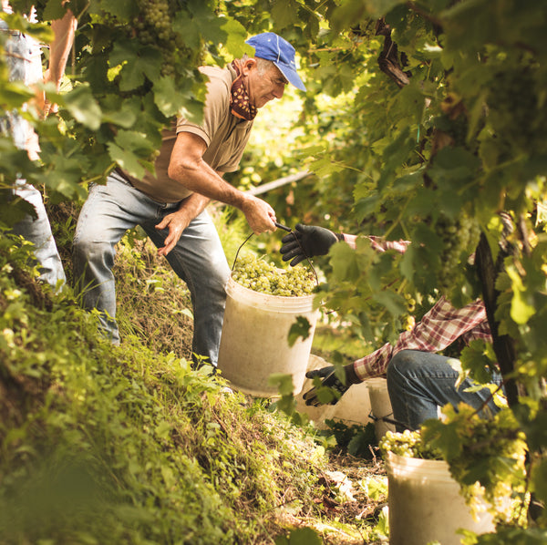 Conegliano Valdobbiadene Prosecco Superiore DOCG Masterclass