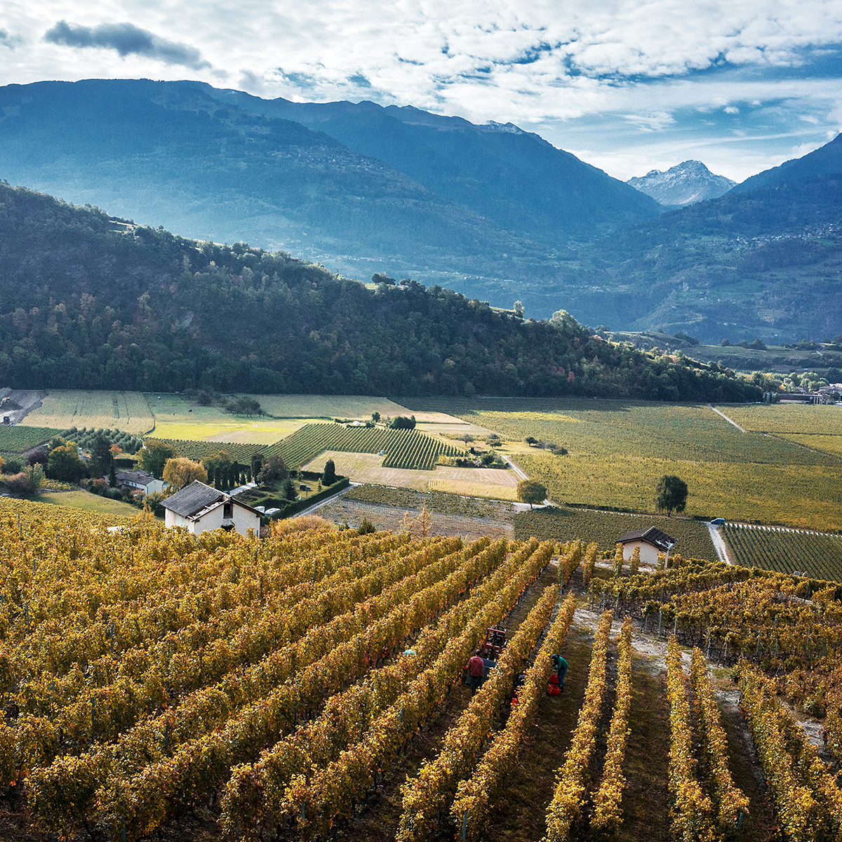 Masterclass: Intro to Swiss Wines - Taste the Alps