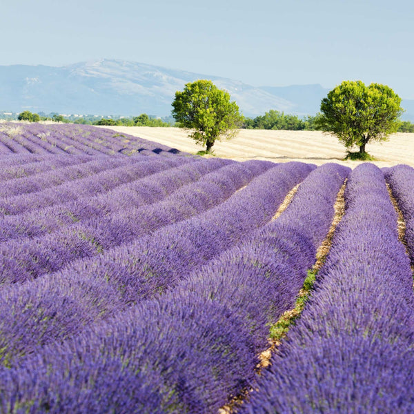 Intro to French Wines