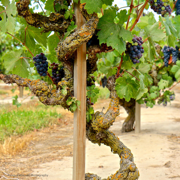 A Zinfendal vineyard with ripe grapes on the vines, focusing on the grapevines and leaves against a blurred background of more vines and the ground.