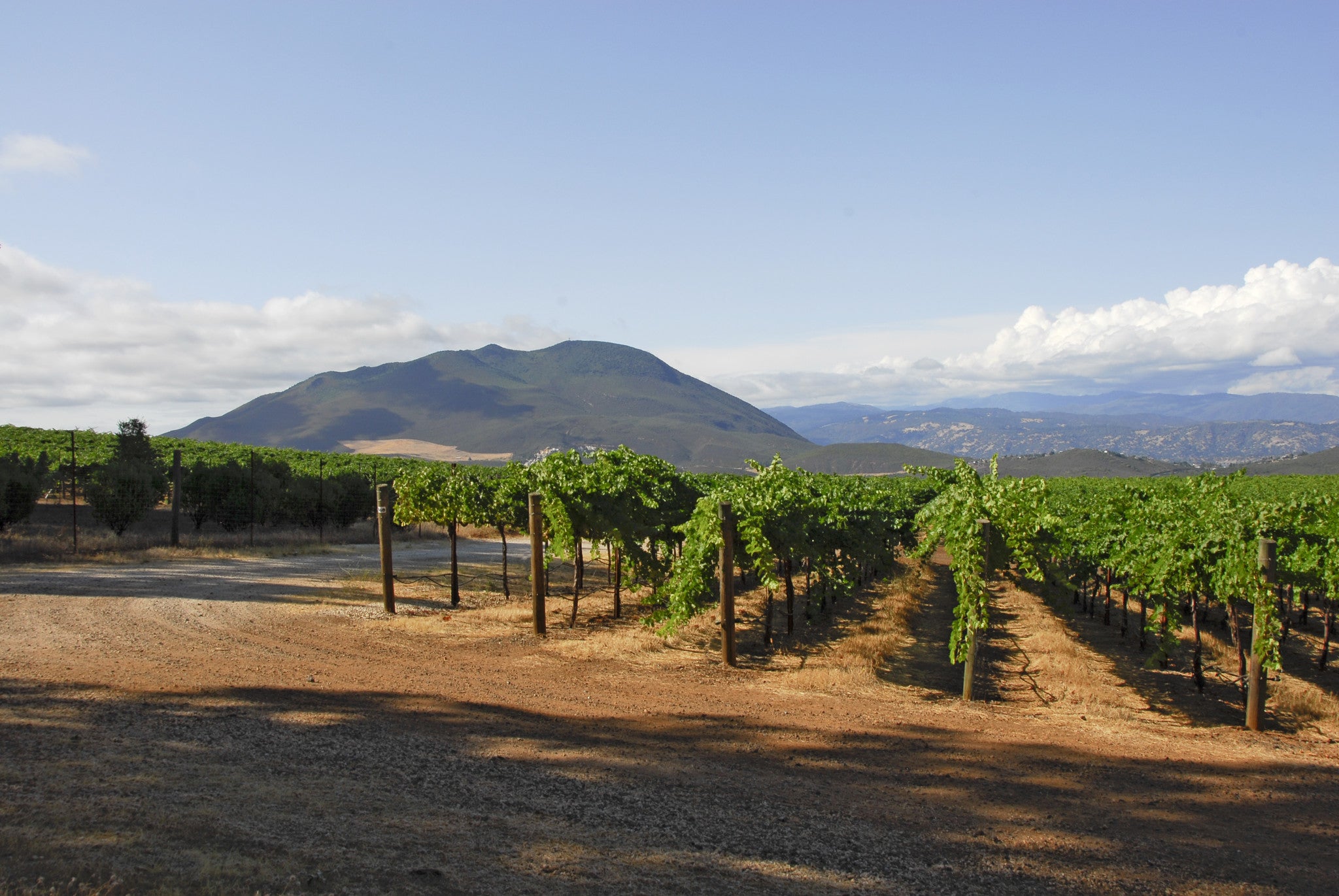 Wines of Lake County & The Sierra
