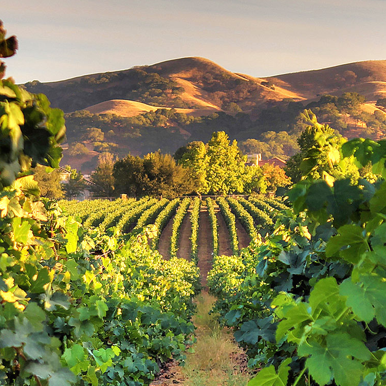 Santa Cruz Livermore Lodi Wine Regions San Francisco Wine School