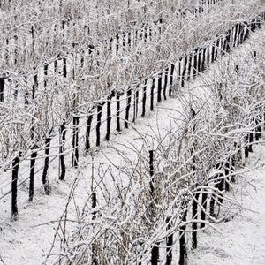Cool Climate Wines of the World