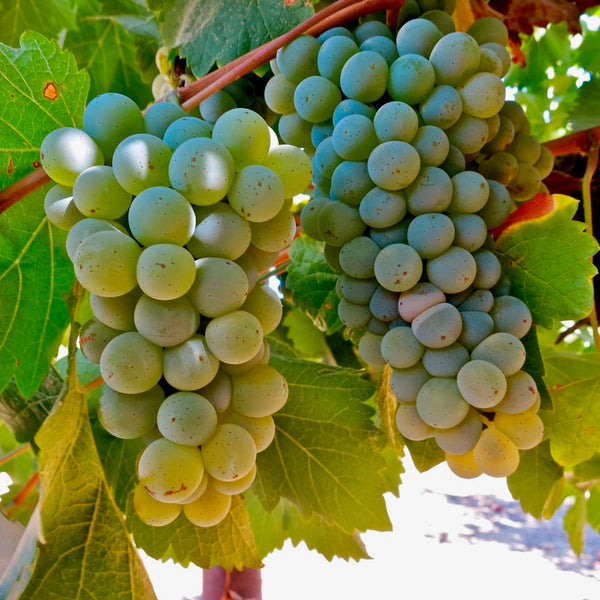 Sauvignon Blanc Musqueclone from Lang Twins Family Vineyards