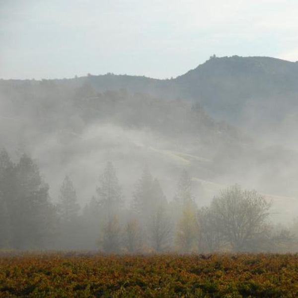 Pacific Northwest vineyard landscape with morning fog in the hills of Southern Oregon