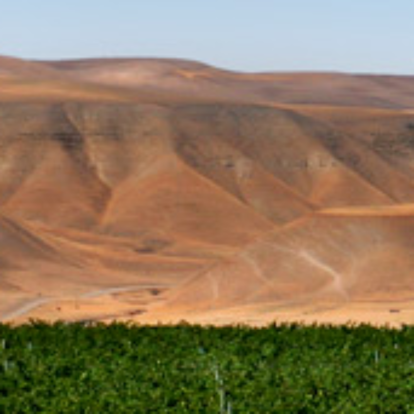 Wines of Paso Robles & The Rest of San Luis Obispo