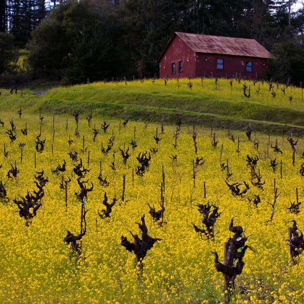 Wines of Sonoma County