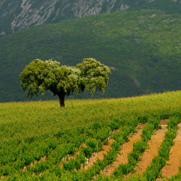 Wines of Portugal Part 2: From Central to South