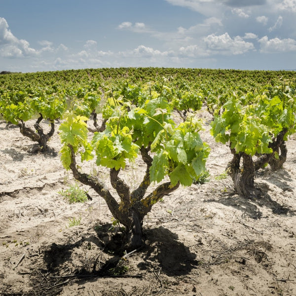 Wines of the Duero River Valley