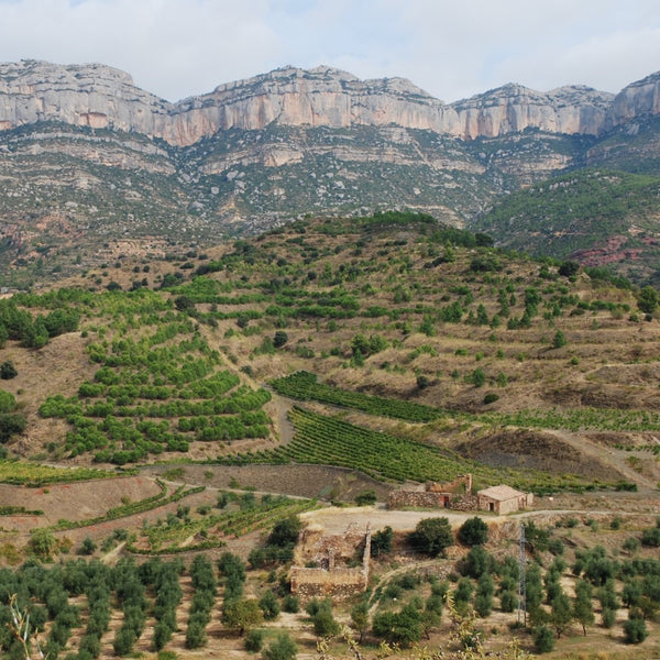 Wines of Cataluña