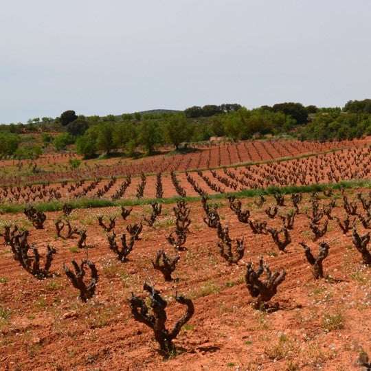 Wines of the Central Mediterranean Coast & the Meseta